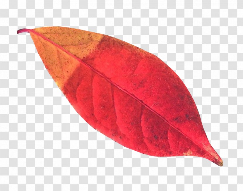 Leaf Autumn - Transparency And Translucency Transparent PNG