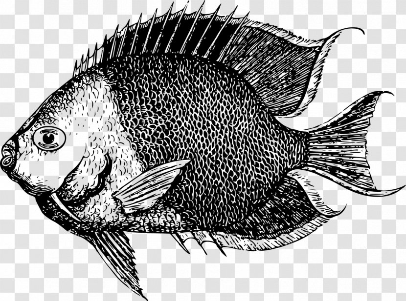 Fishing - Seafood - Fish Transparent PNG