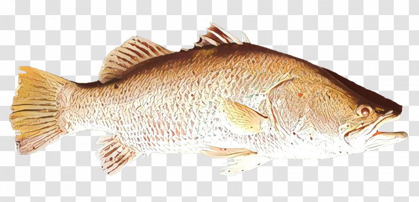 Northern Red Snapper Tilapia Barramundi Fish Products Perch - Sole Transparent PNG