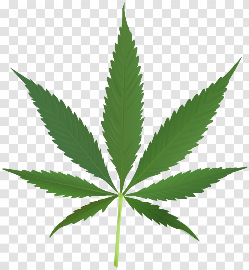 Cannabis Sativa Medical Leaf Smoking Transparent PNG