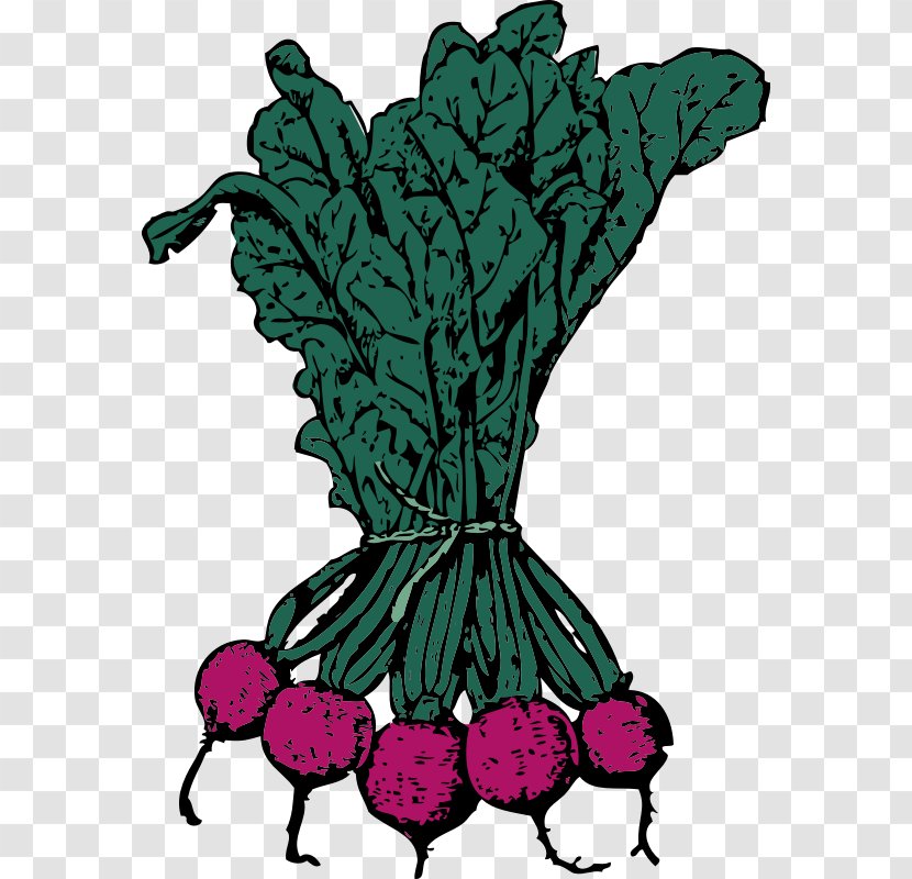 Beetroot Clip Art Vector Graphics Sugar Beet Vegetable Transparent PNG