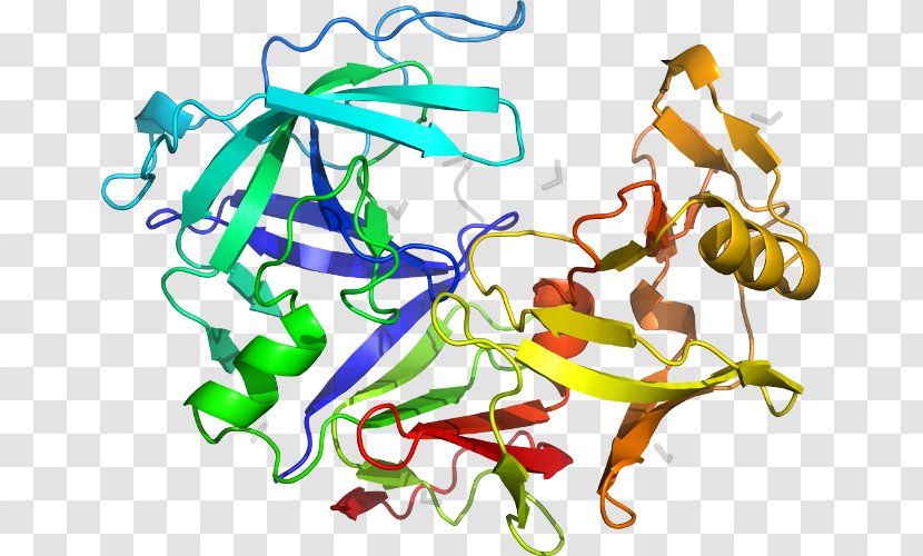 Pepsin PGA5 Protein Gene Wikipedia - Flower - Aspartic Protease Transparent PNG