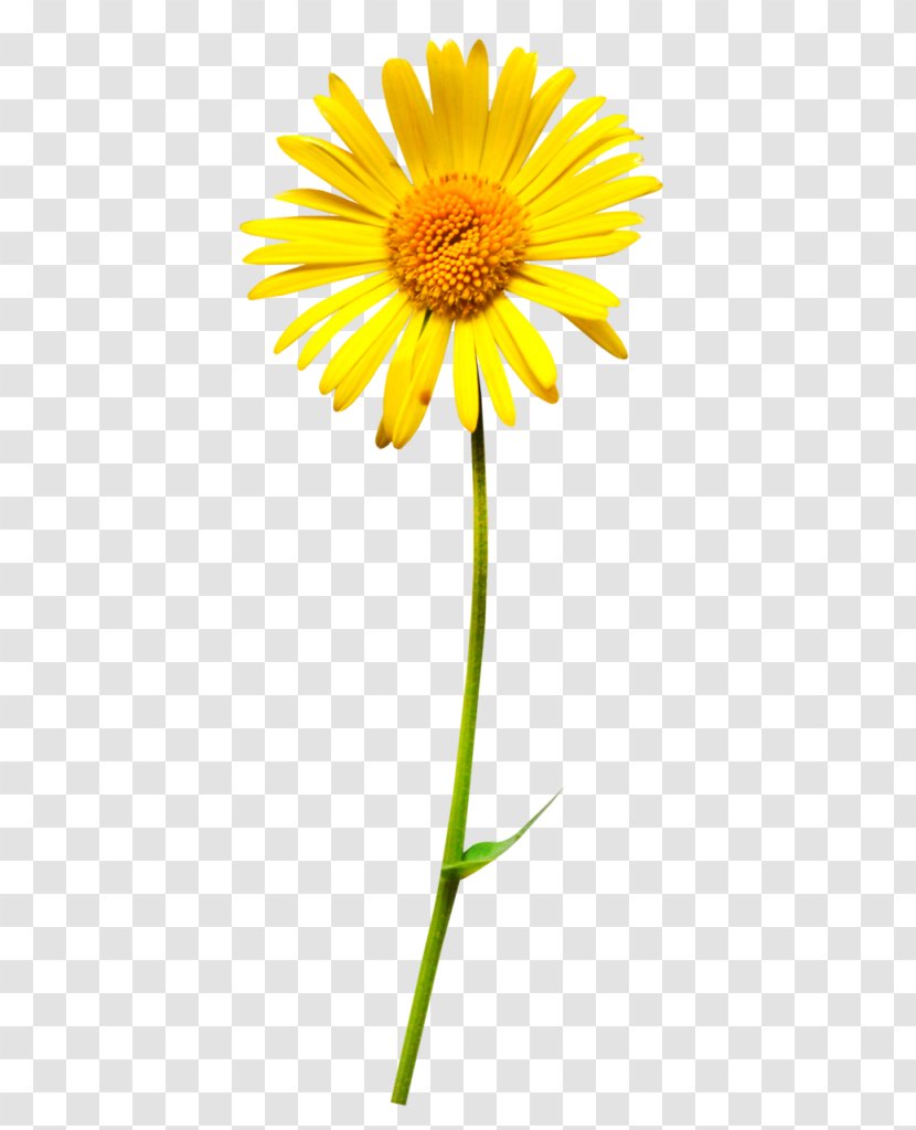 Oxeye Daisy Flower Clip Art Transparent PNG