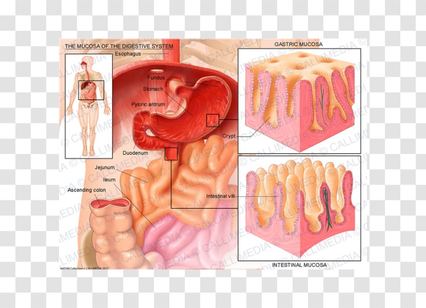 Mucous Membrane Anatomy Digestion Gastroenterology Gastroesophageal Reflux Disease - Flower - Silhouette Transparent PNG