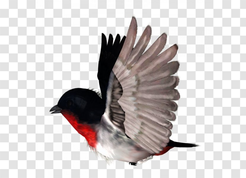 Bird Rook Clip Art - Painting - Fly Transparent PNG