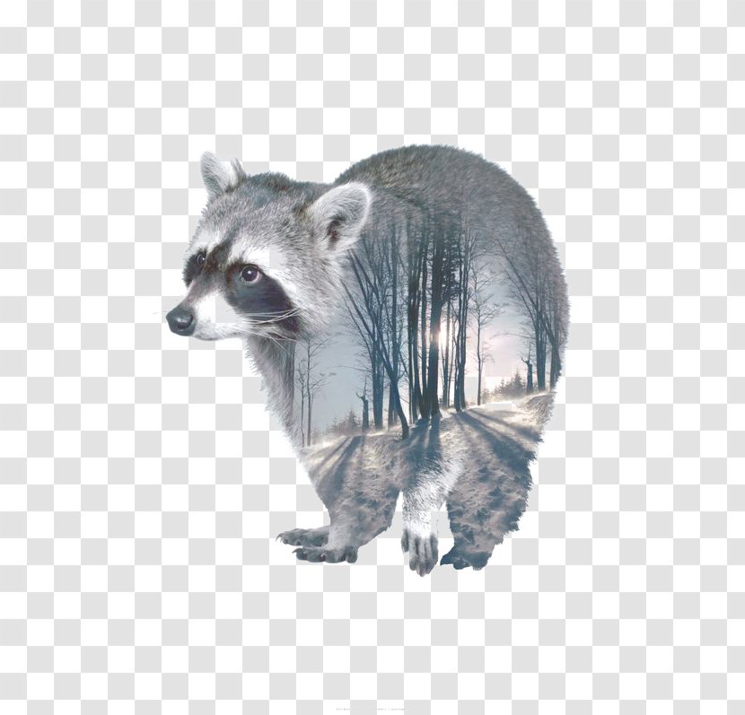 Multiple Exposure Animal Portrait - Silhouette - Cartoon Raccoon Transparent PNG