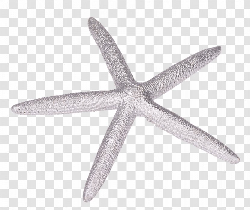 Starfish Echinoderm - Organism Transparent PNG