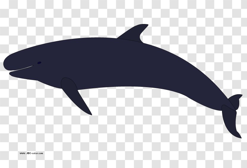 Killer Whale Humpback Clip Art - Melonheaded - Holiday Dolphin Cliparts Transparent PNG