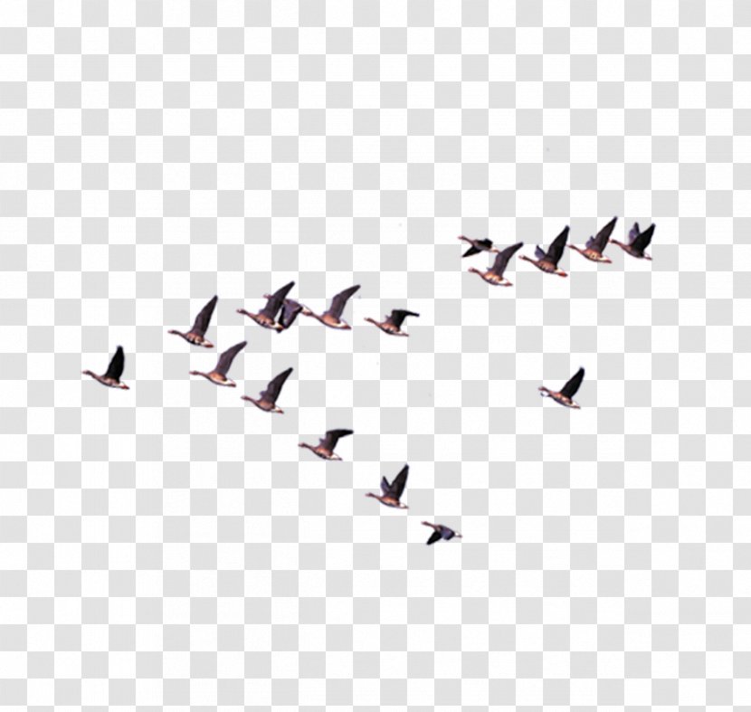 Columbidae Euclidean Vector Icon - Columba - Row Herringbone Pigeons Transparent PNG