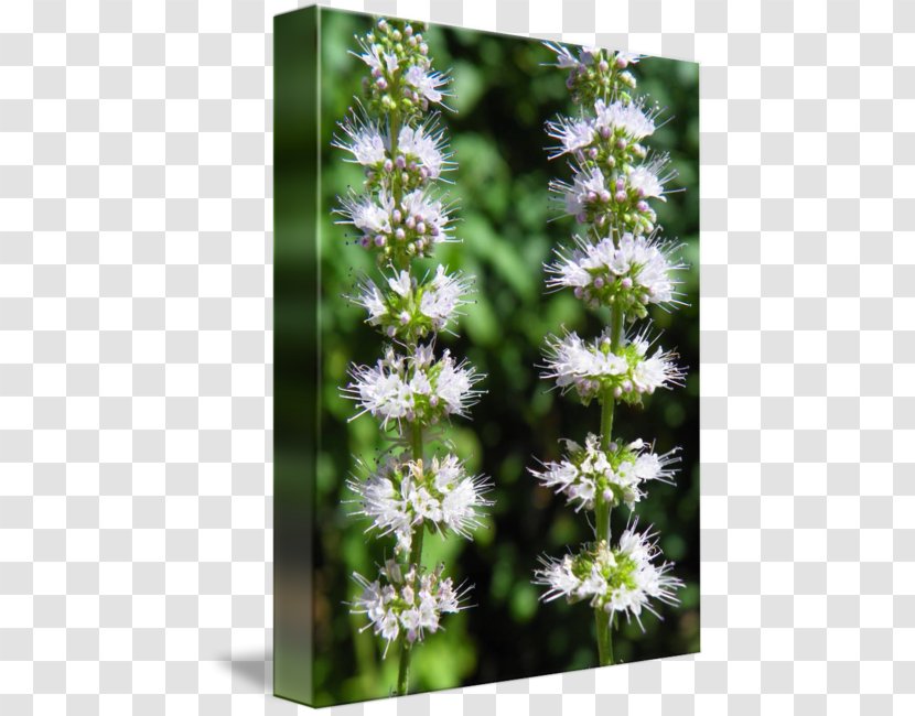 Hyssopus Subshrub Lavender Flower - Herb - Mentha Spicata Transparent PNG