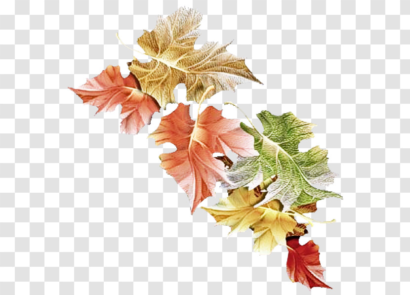 Flower Leaf Maple Leaf / M Plant Plant Structure Transparent PNG