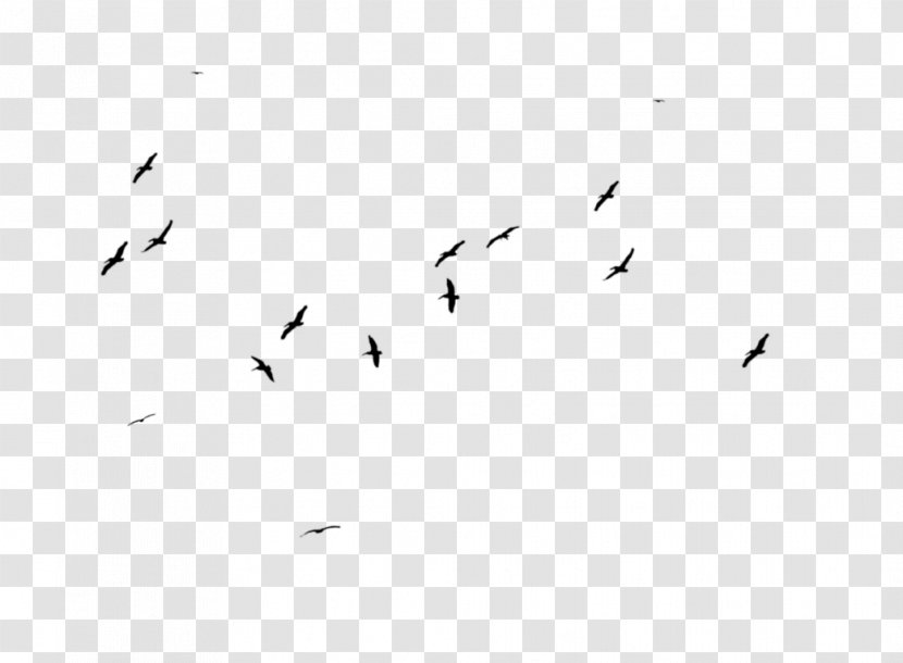 Bird Black And White Animal Migration Flock Monochrome Photography Transparent PNG