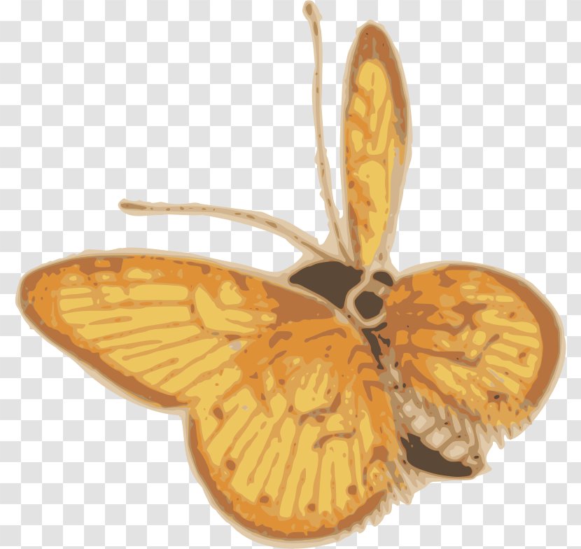 Butterfly Moth Insect 2 Sand Dollar Orange Giant Sulphur - Moths And Butterflies Transparent PNG