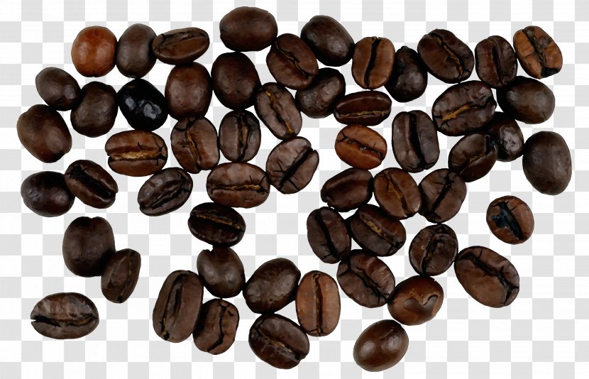 Watercolor Plant - Chocolatecovered Coffee Bean - Seed Transparent PNG