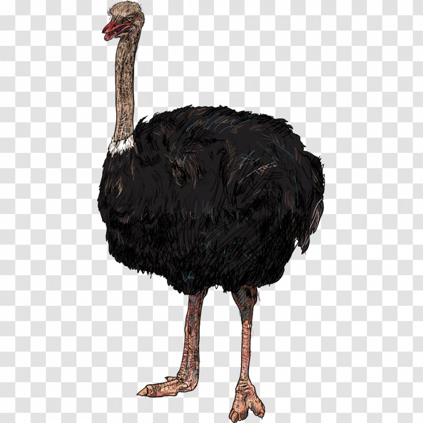 Bird Common Ostrich Parrot Illustration - Galliformes - Black Transparent PNG