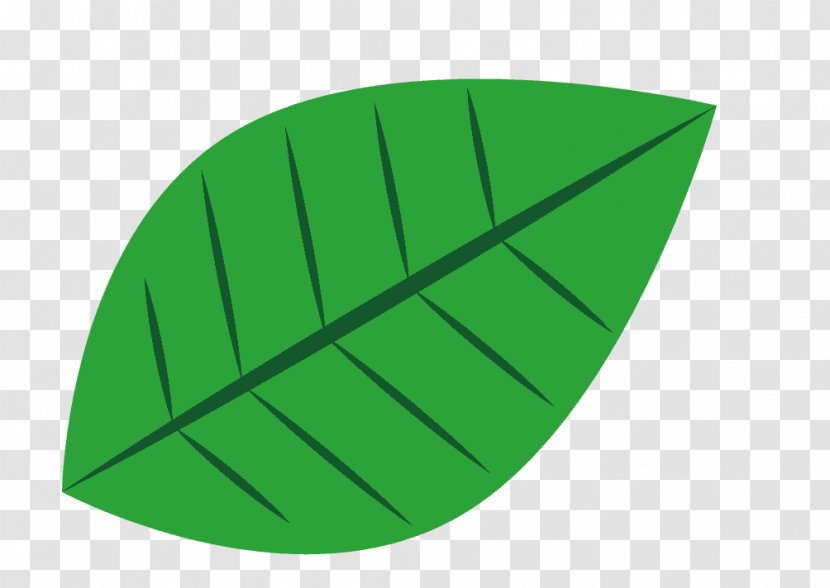 Leaf European Beech American Aesculus Lindens - Drawing Transparent PNG