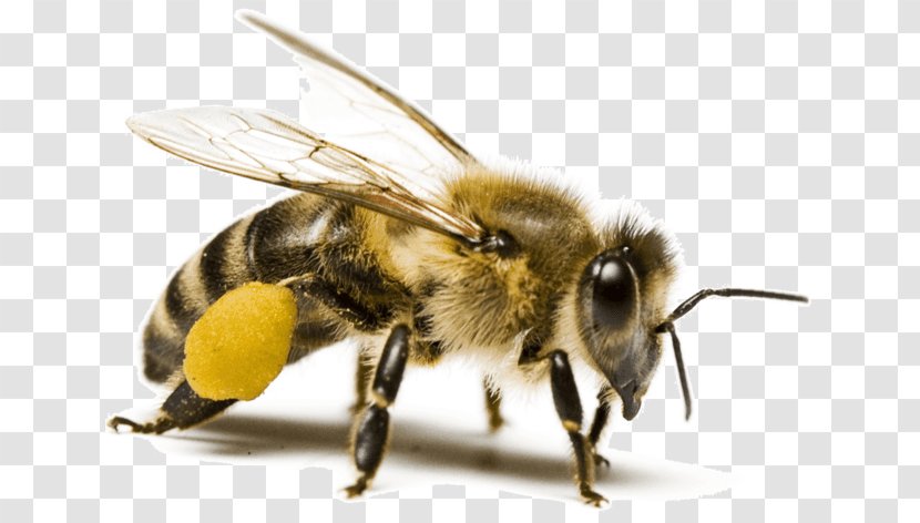 Beekeeping Extension Tube Insect Beekeeper - Bee Transparent PNG