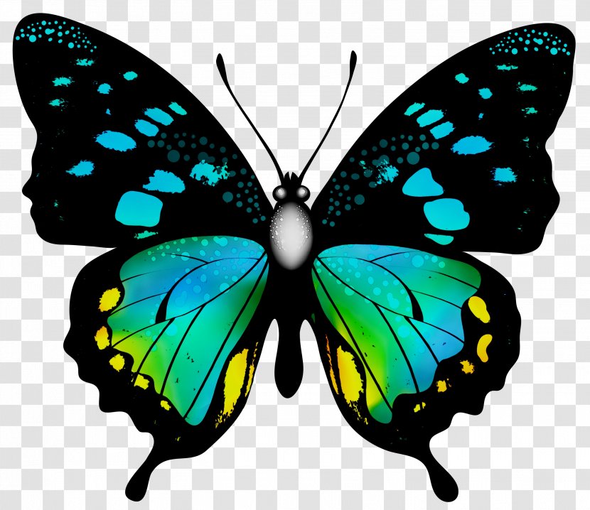 Butterfly Clip Art Image Insect - Glasswing - Brushfooted Transparent PNG