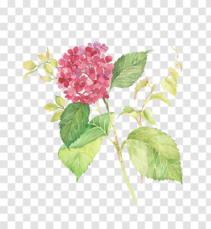 Painting Drawing Art Flower - Watercolor Transparent PNG