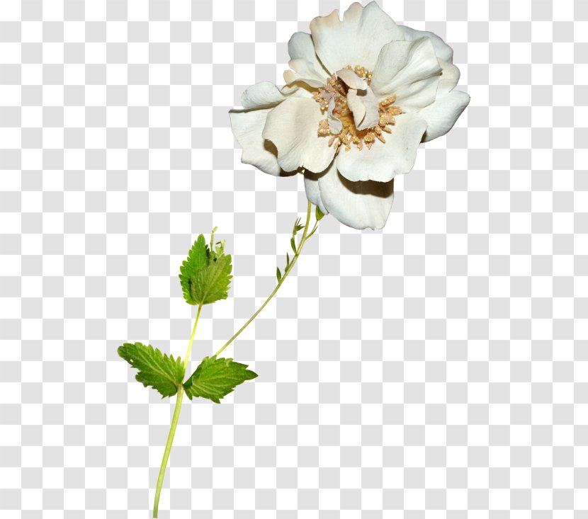 Garden Roses Cut Flowers Anemone Petal - Rose Transparent PNG