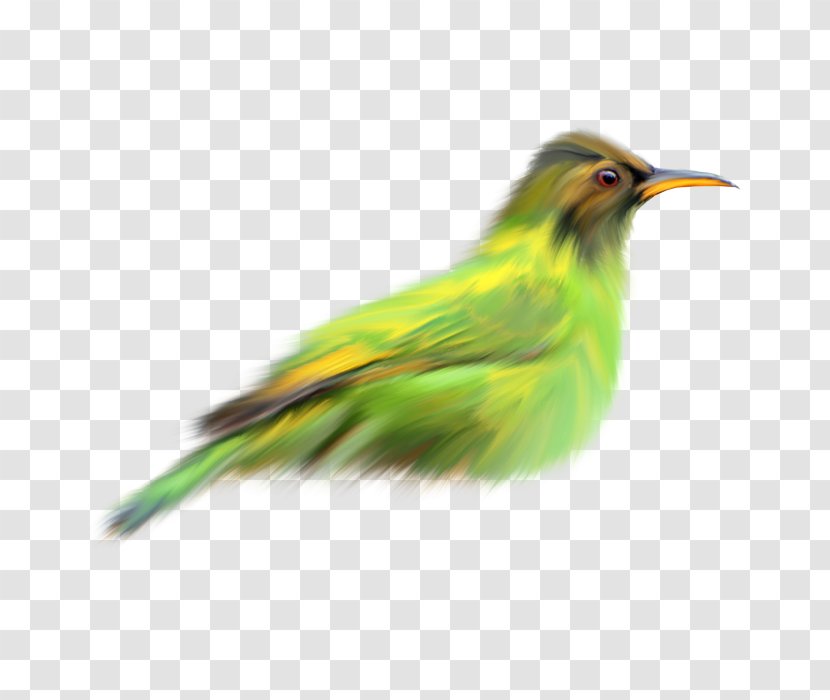 Gardening For The Birds - Beak - Bird Transparent PNG