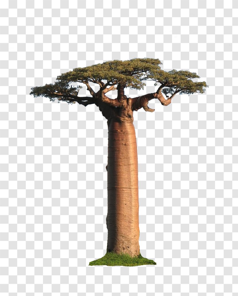 Adansonia Grandidieri Tree Madagascar General Sherman Gregorii - Baobab Transparent PNG