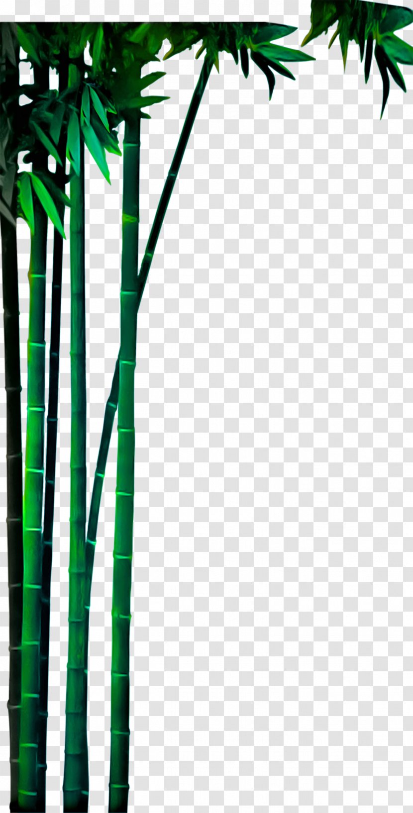 Bamboo Bamboe Green - Twig - Real Material Transparent PNG