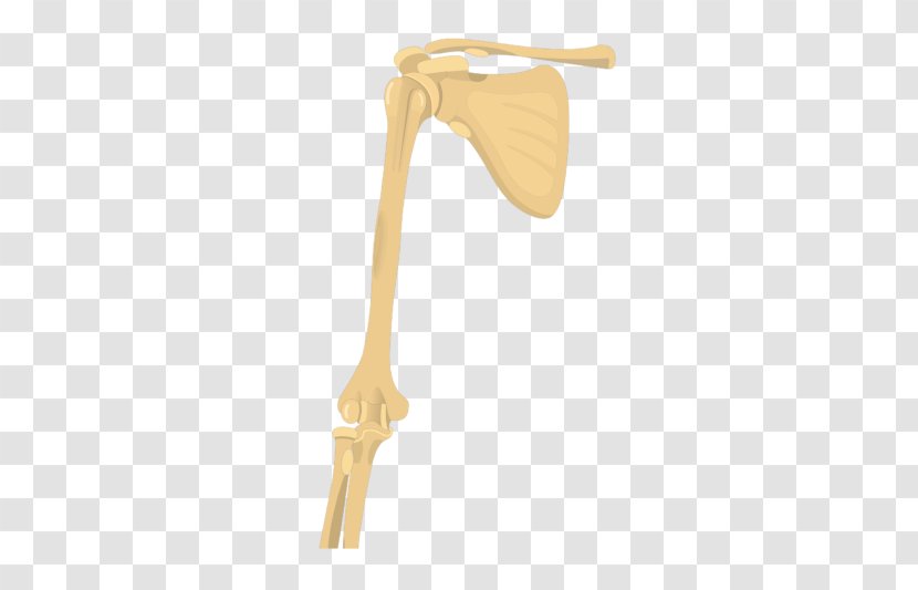 Shoulder Joint Humerus Arm Long Bone Transparent PNG