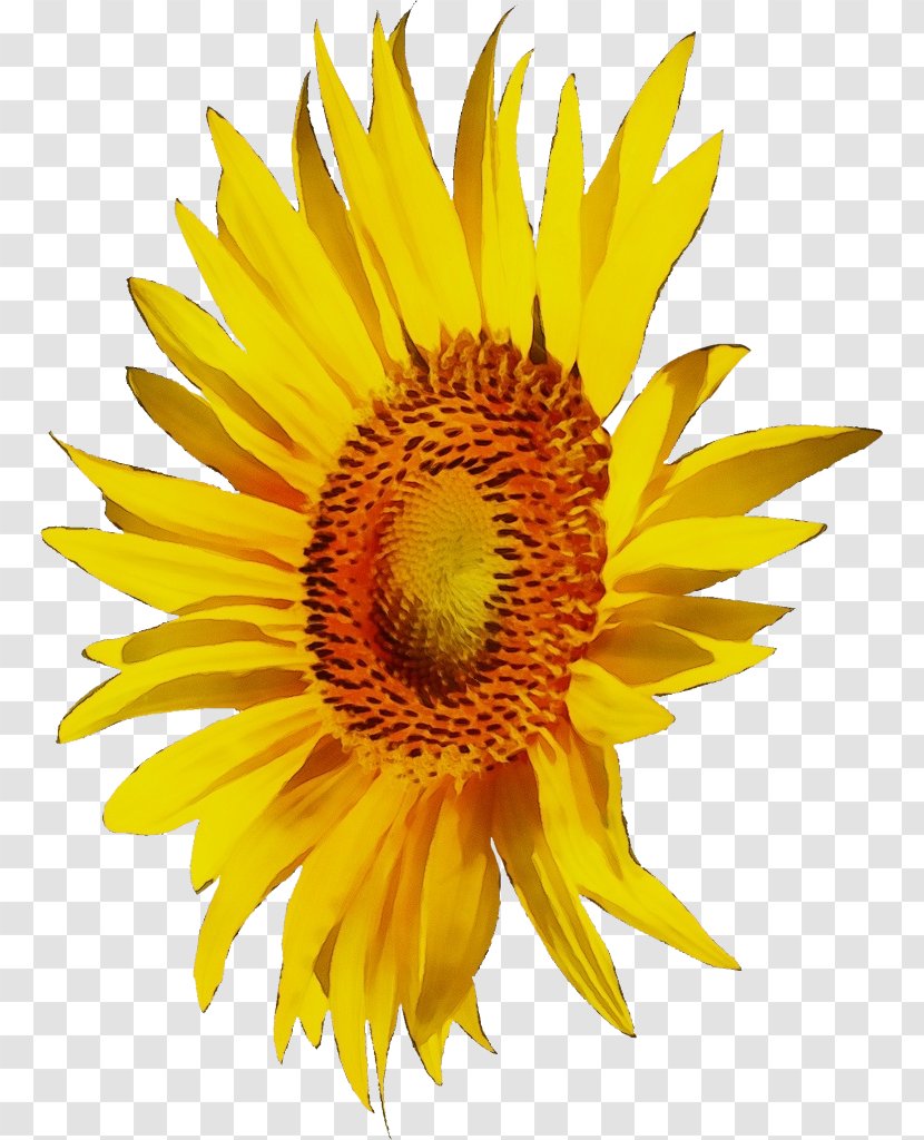 Sunflower - Pollen Asterales Transparent PNG