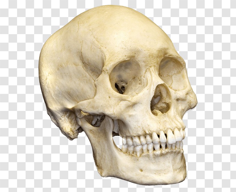 Human Skull Skeleton Bone Anatomy Transparent PNG