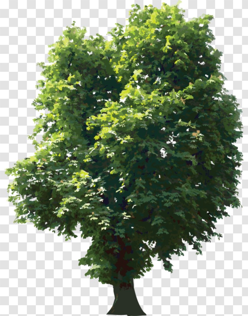 Tree Oak - Photography - Troll. Transparent PNG