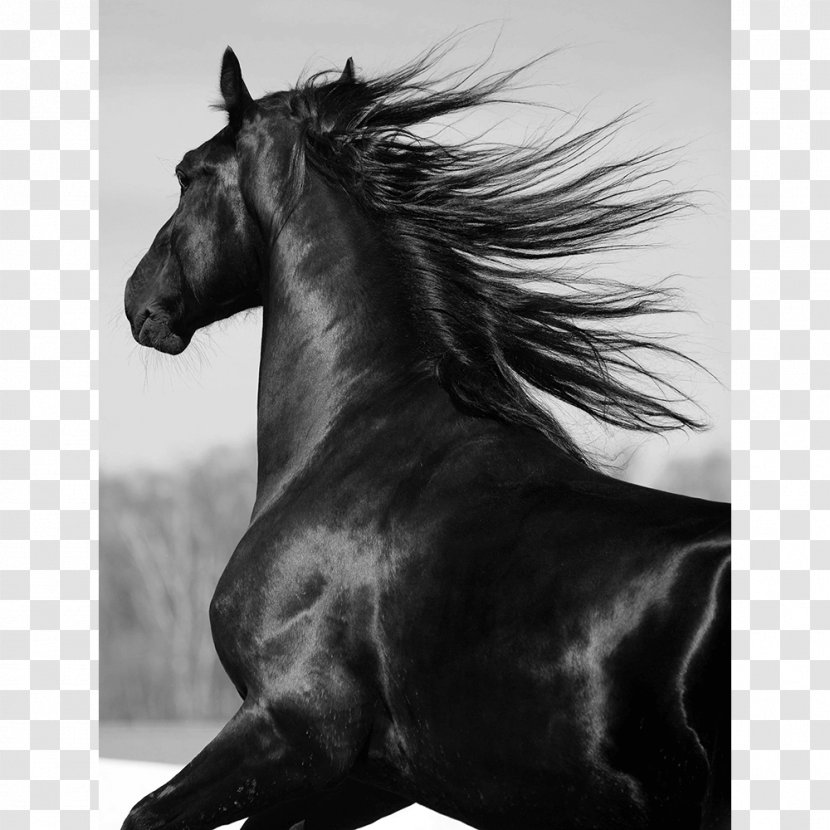 Mustang Shire Horse Stallion Friesian Mane - Snout - Footprint Transparent PNG