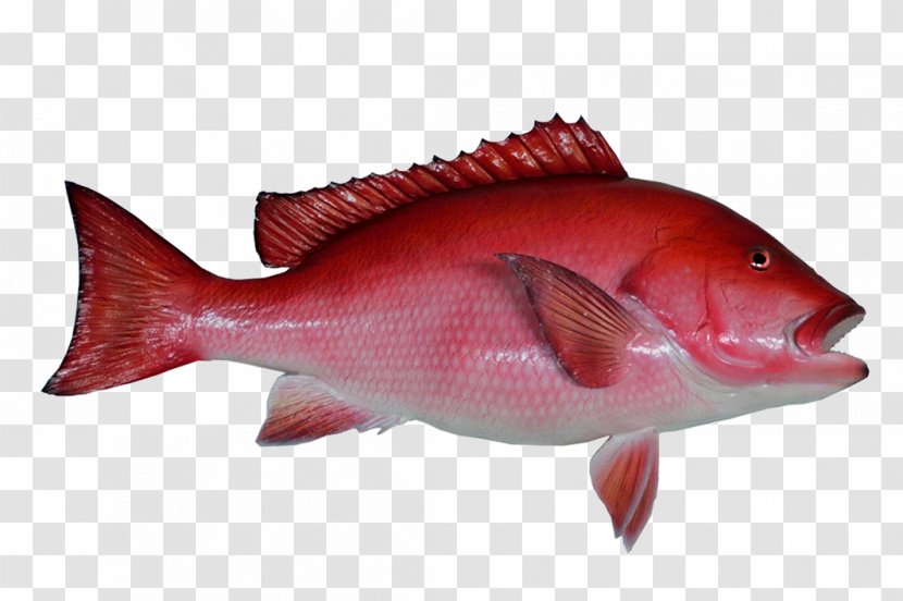 Northern Red Snapper Fishing Clip Art - Vivaneau - Marine Fish Transparent PNG