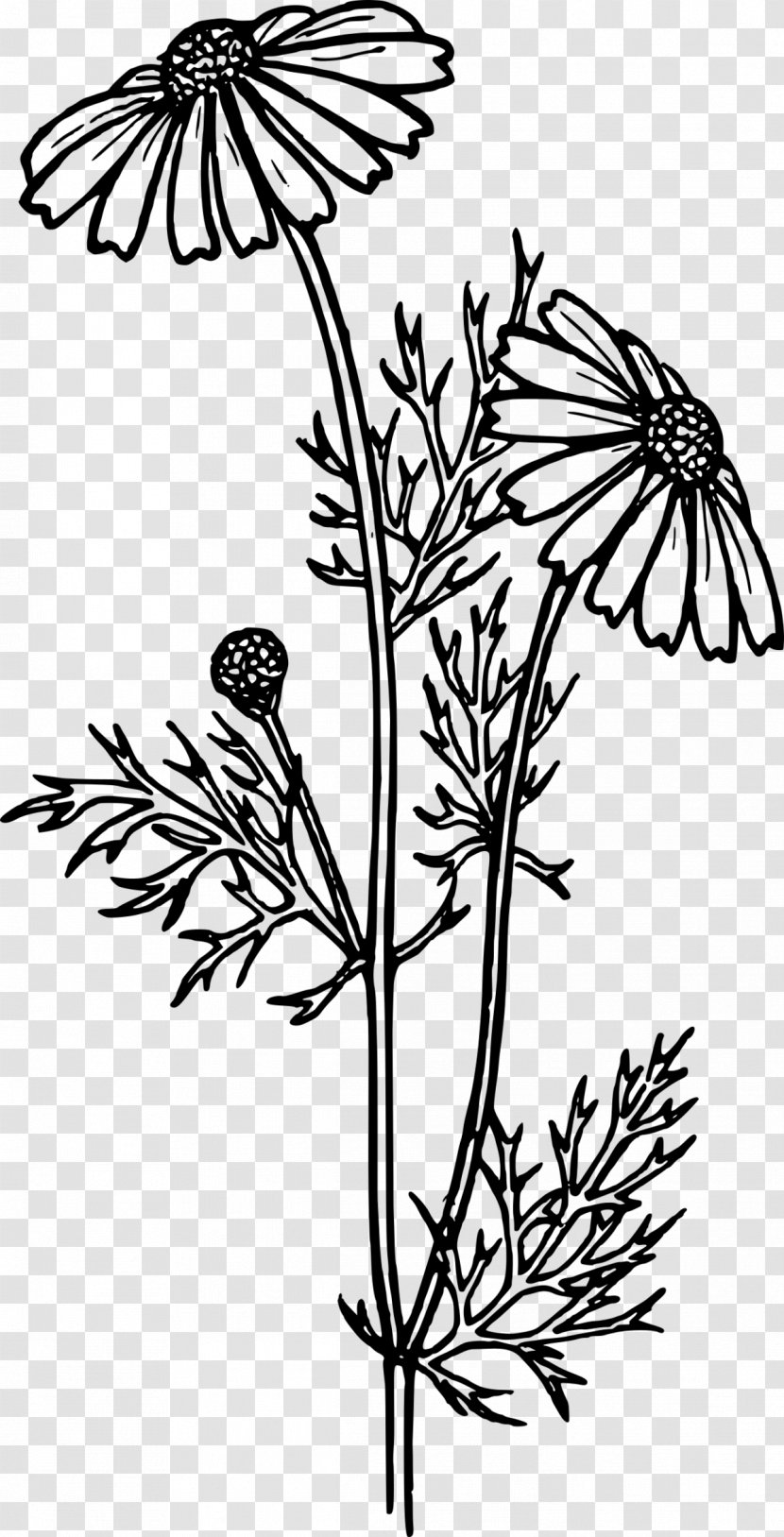 Clip Art Vector Graphics Feverfew Drawing Branch Pincushion Flower Scabiosa Columbaria Transparent Png