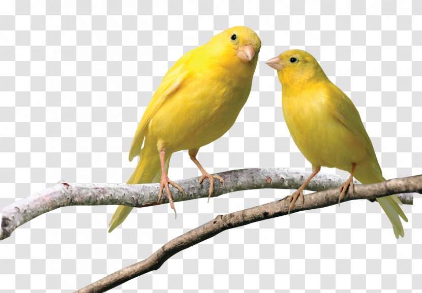 Bird Red Factor Canary European Goldfinch Norwich City F.C. - Domestication - Macaw Transparent PNG