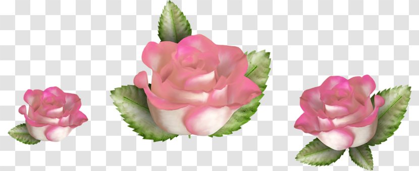 Flower Centerblog Cabbage Rose - Plant Stem Transparent PNG