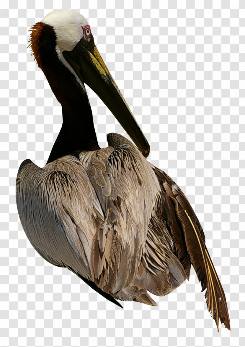 Pelican Bird Cygnini Domestic Goose - Fauna Transparent PNG