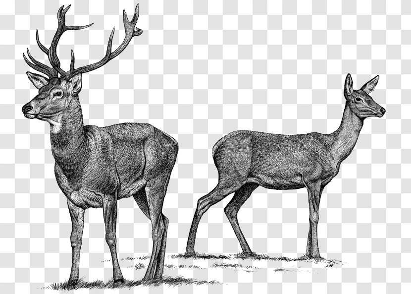 Elk Red Deer Reindeer Roe - Terrestrial Animal Transparent PNG