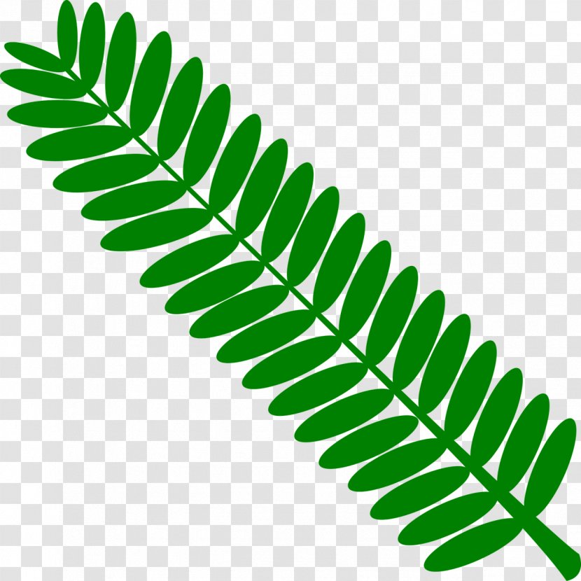 Mimosa Pudica Leaf Pinnation Twig Transparent PNG