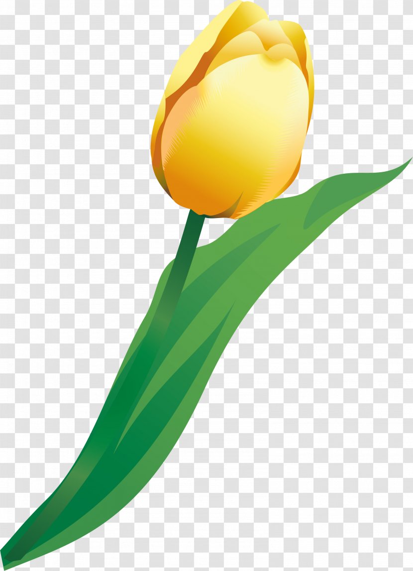 Cut Flowers Tulip Plant Stem - Petal Transparent PNG