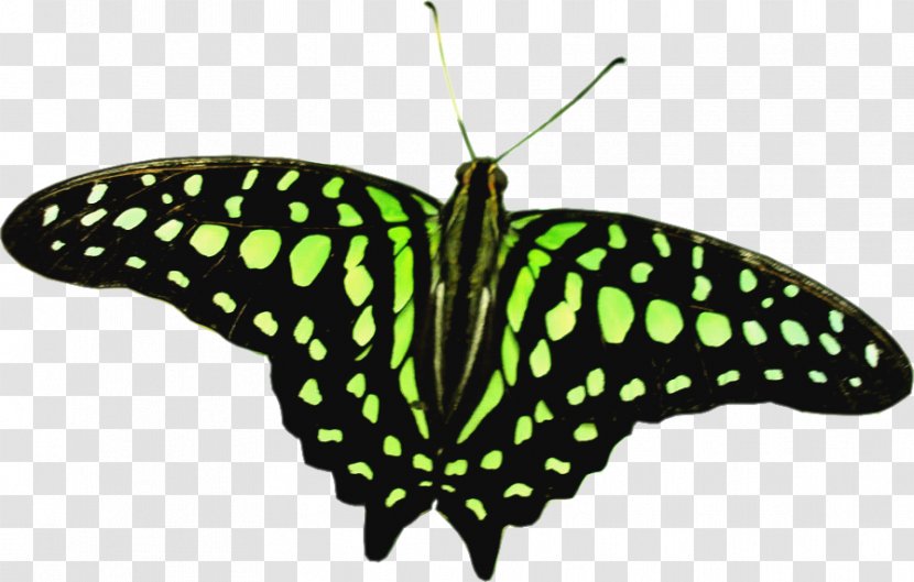 Butterfly Insect Say Something Nice About Me Clip Art - Pieridae - Flora Transparent PNG