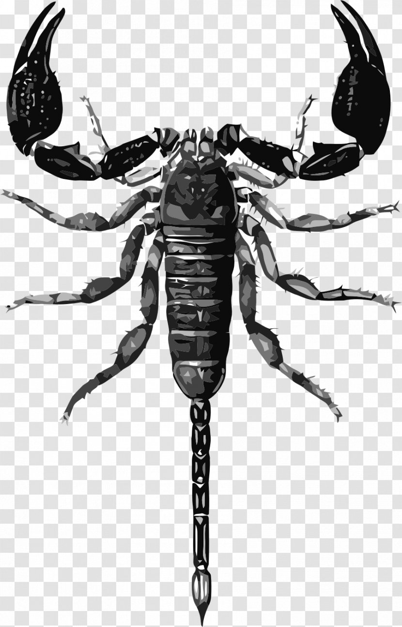 Scorpion Drawing Biological Illustration - Invertebrate - Scorpions Transparent PNG
