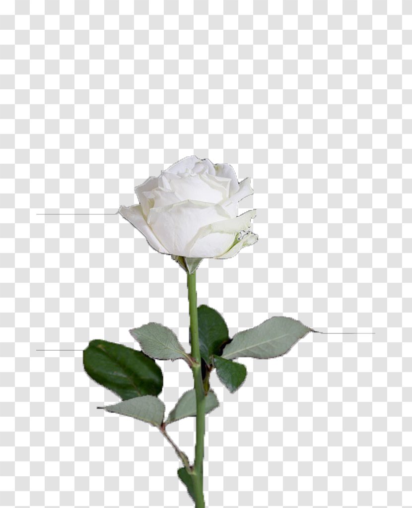 Centifolia Roses Garden Rosa Xd7 Alba Flower - Arranging - White Transparent PNG