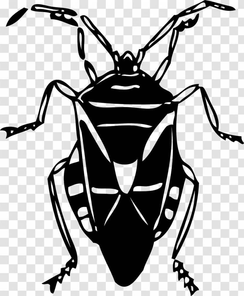 Beetle Clip Art - Membrane Winged Insect Transparent PNG
