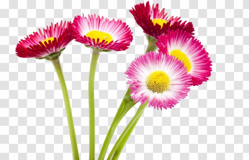 Flower Lent - Plant - Wild Chrysanthemum Transparent PNG