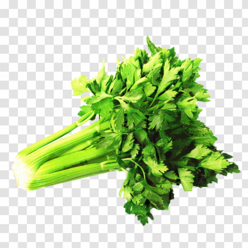 Flower Leaf - Herb - Rapini Parsley Family Transparent PNG