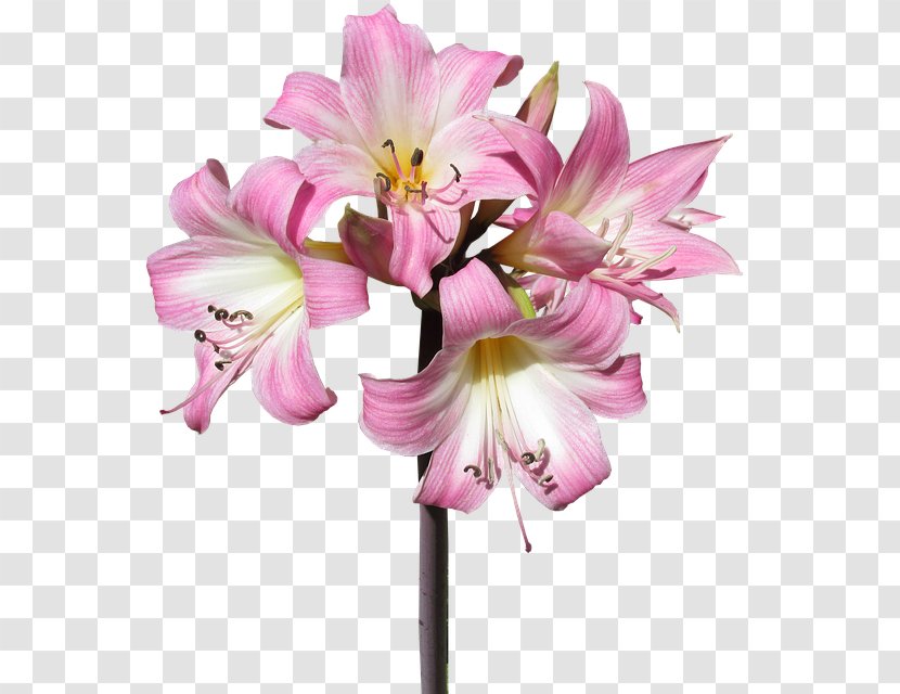 Lilium Jersey Lily Cut Flowers Belladonna - Flower Bouquet Transparent PNG