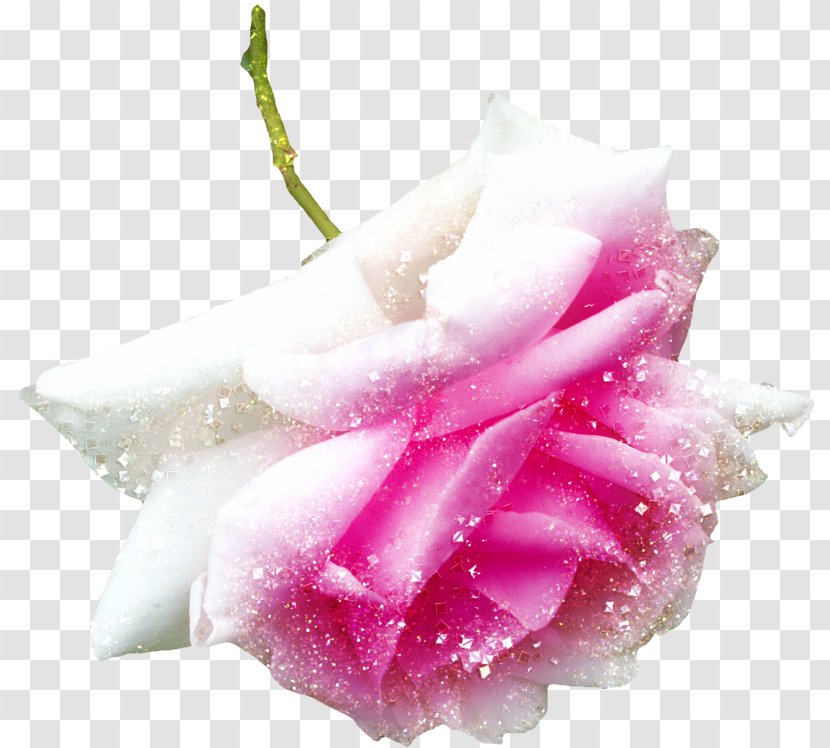 Garden Roses Pink Image Download - Rose - Snow On Transparent PNG