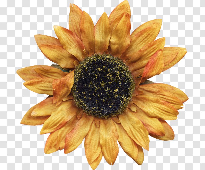 Sunflower M - Petal - Daisy Family Transparent PNG
