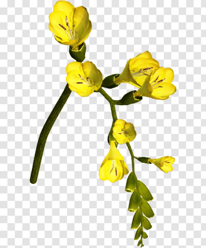 Cut Flowers Petal Rose Plant Stem - Yellow - Flower Transparent PNG
